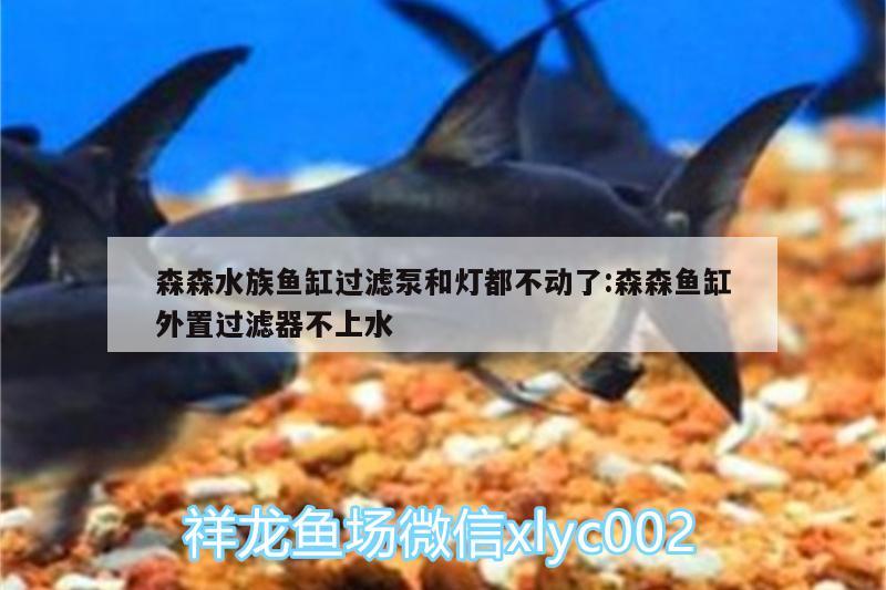 森森水族魚缸過濾泵和燈都不動(dòng)了:森森魚缸外置過濾器不上水