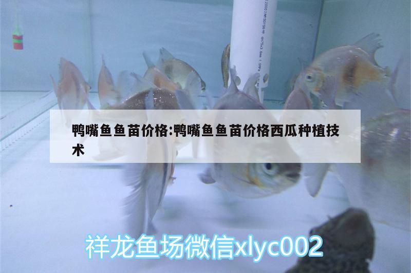 鴨嘴魚魚苗價格:鴨嘴魚魚苗價格西瓜種植技術