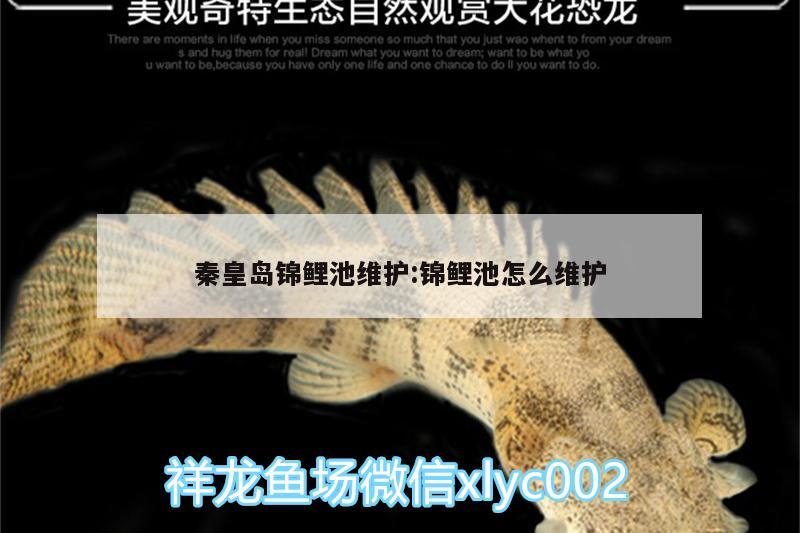 秦皇島錦鯉池維護:錦鯉池怎么維護 孵化器