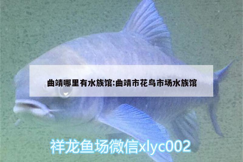 曲靖哪里有水族館:曲靖市花鳥(niǎo)市場(chǎng)水族館