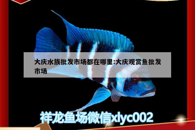 大慶水族批發(fā)市場都在哪里:大慶觀賞魚批發(fā)市場 觀賞魚批發(fā)