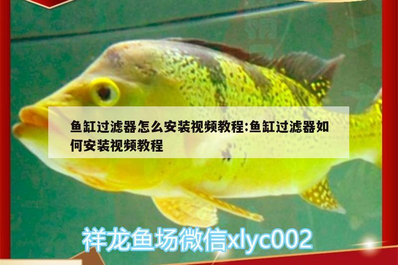 魚缸過濾器怎么安裝視頻教程:魚缸過濾器如何安裝視頻教程