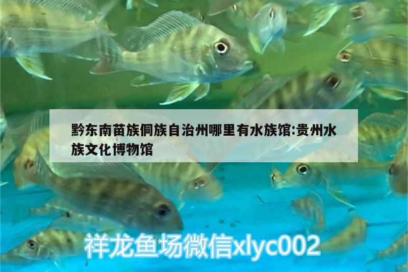 黔東南苗族侗族自治州哪里有水族館:貴州水族文化博物館 黑水素