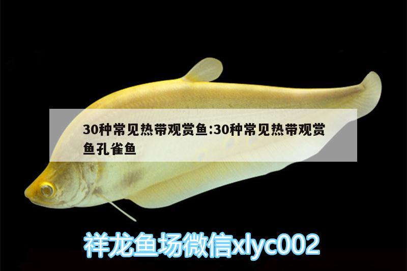 30種常見熱帶觀賞魚:30種常見熱帶觀賞魚孔雀魚 熊貓異形魚L46