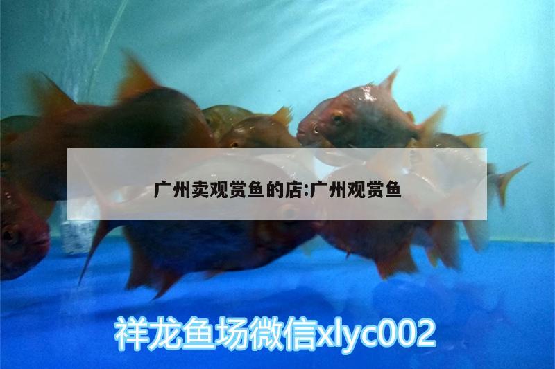 廣州賣觀賞魚的店:廣州觀賞魚