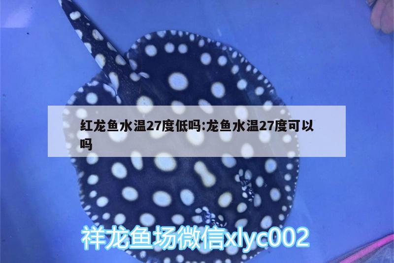 紅龍魚水溫27度低嗎:龍魚水溫27度可以嗎