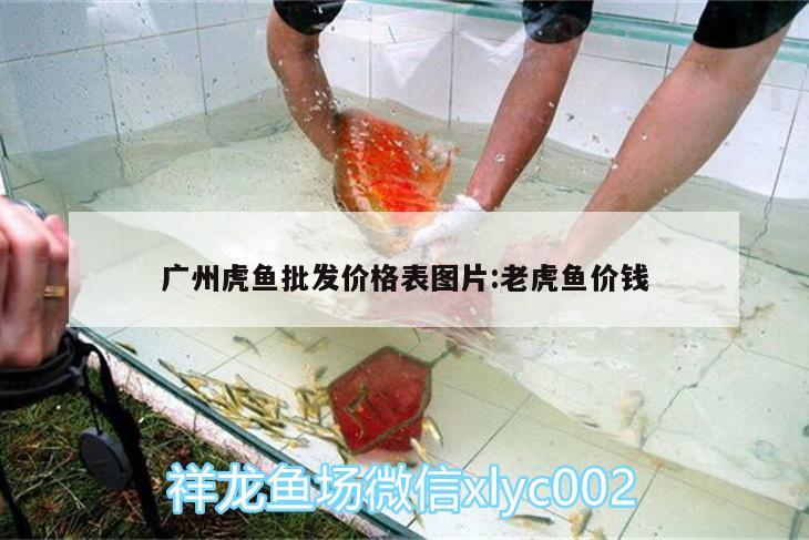 廣州虎魚批發(fā)價格表圖片:老虎魚價錢