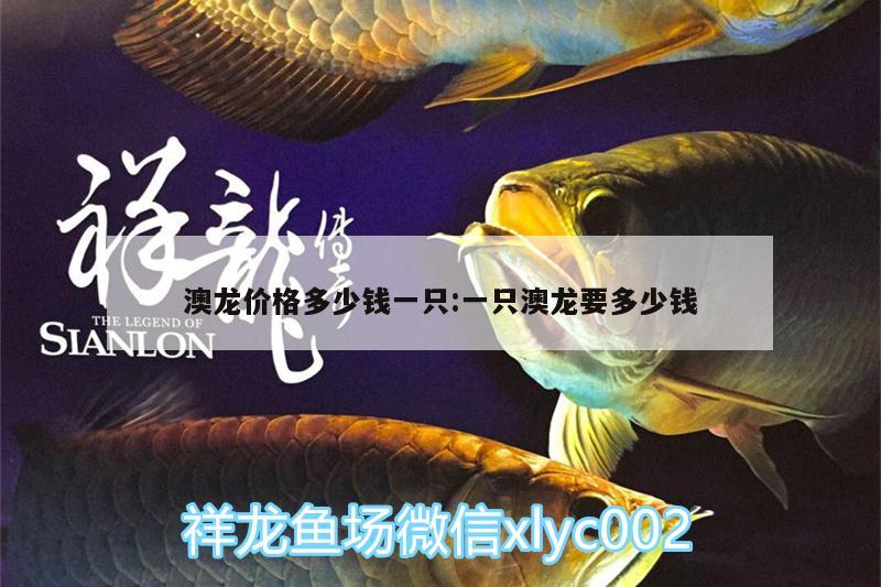 澳龍價格多少錢一只:一只澳龍要多少錢 福魟魟魚