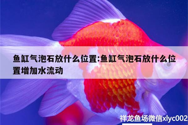 魚缸氣泡石放什么位置:魚缸氣泡石放什么位置增加水流動