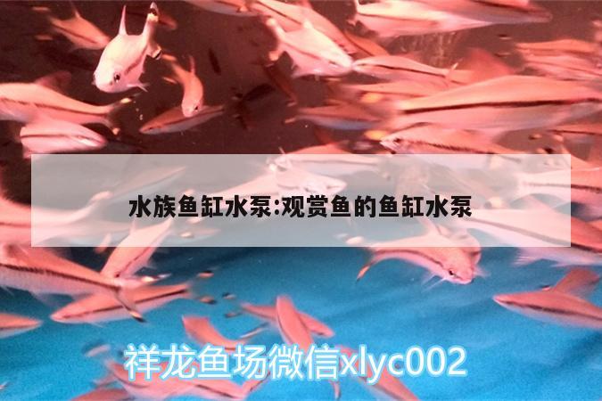 水族魚缸水泵:觀賞魚的魚缸水泵