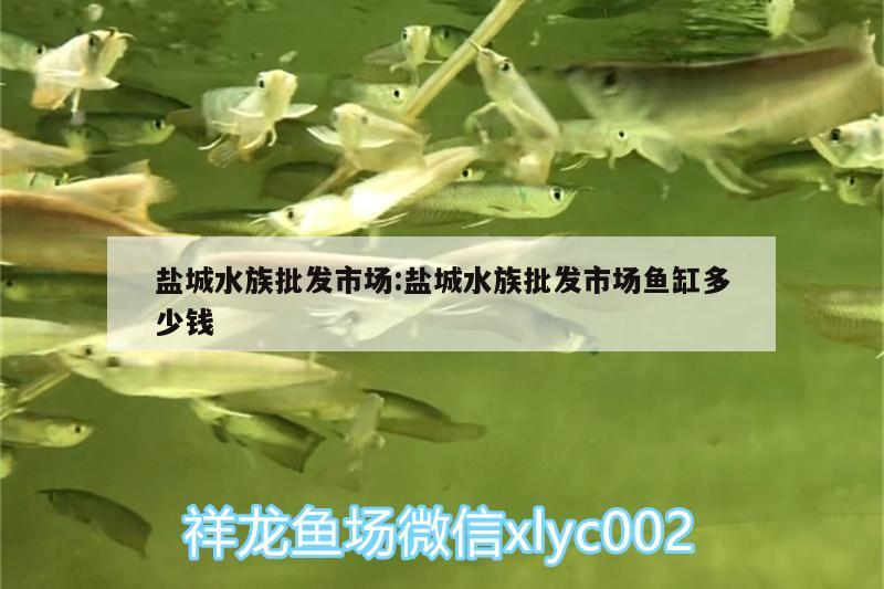 鹽城水族批發(fā)市場:鹽城水族批發(fā)市場魚缸多少錢