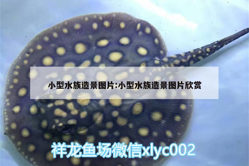 小型水族造景圖片:小型水族造景圖片欣賞