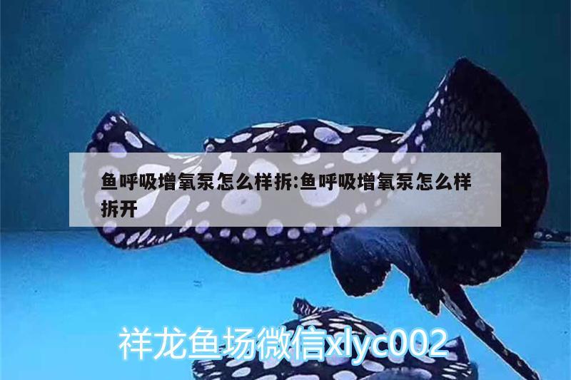 魚呼吸增氧泵怎么樣拆:魚呼吸增氧泵怎么樣拆開 龍魚百科