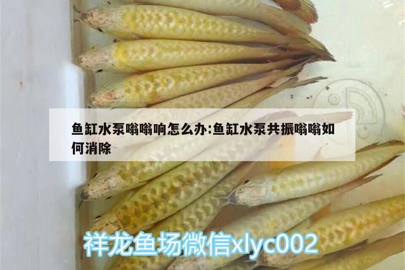 魚缸水泵嗡嗡響怎么辦:魚缸水泵共振嗡嗡如何消除