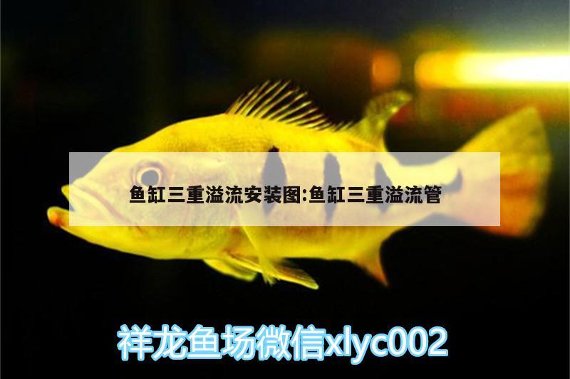 魚缸三重溢流安裝圖:魚缸三重溢流管