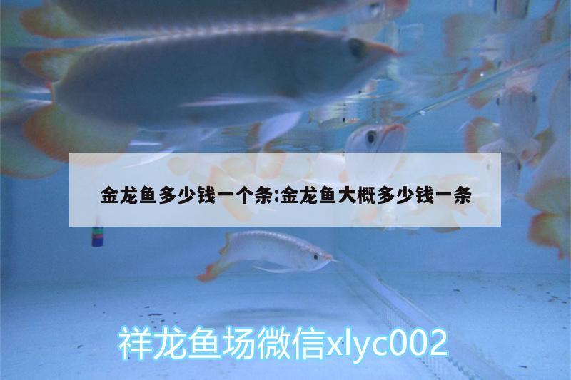 金龍魚多少錢一個條:金龍魚大概多少錢一條