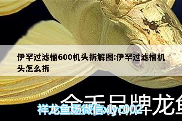 伊罕過濾桶600機(jī)頭拆解圖:伊罕過濾桶機(jī)頭怎么拆 伊罕水族