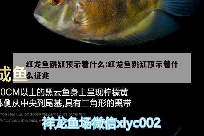 紅龍魚跳缸預示著什么:紅龍魚跳缸預示著什么征兆 丹頂錦鯉魚