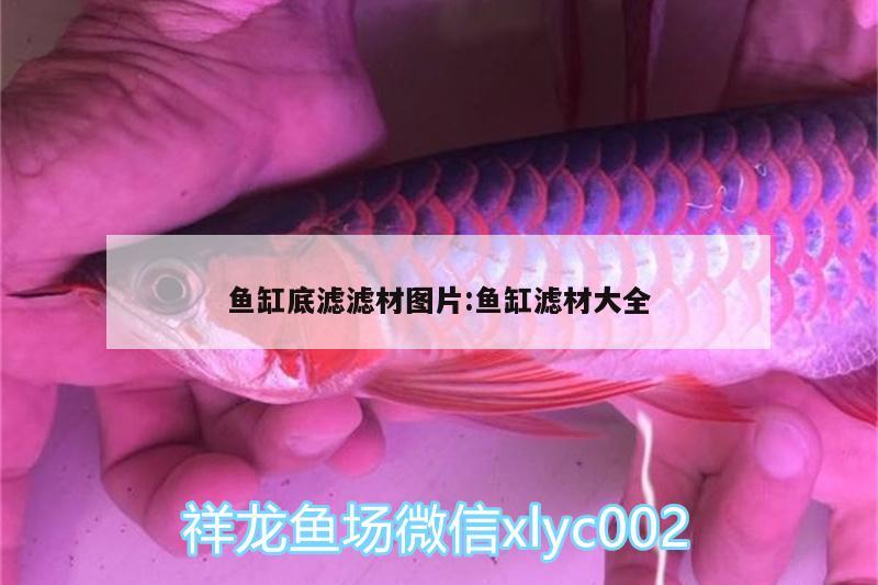 魚缸底濾濾材圖片:魚缸濾材大全 恐龍王魚