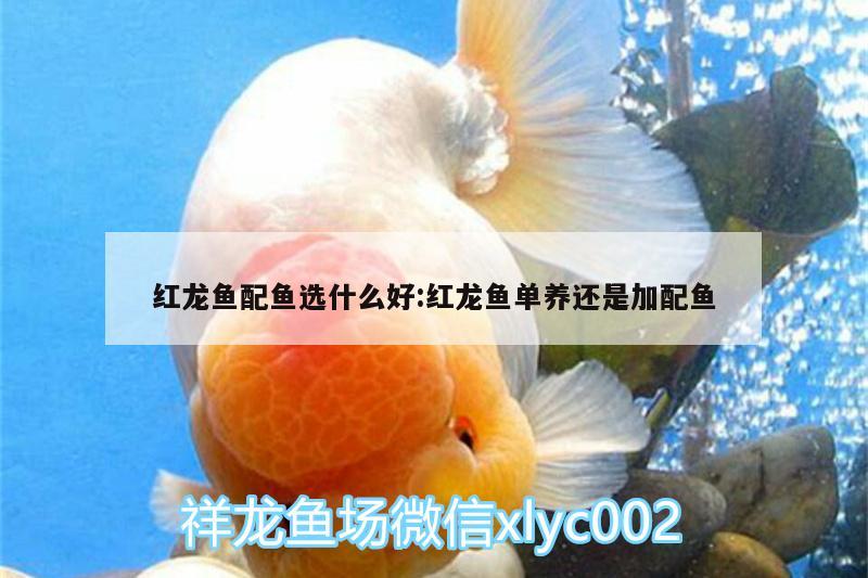 紅龍魚配魚選什么好:紅龍魚單養(yǎng)還是加配魚 祥龍水族濾材/器材