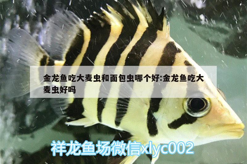 金龍魚吃大麥蟲和面包蟲哪個好:金龍魚吃大麥蟲好嗎