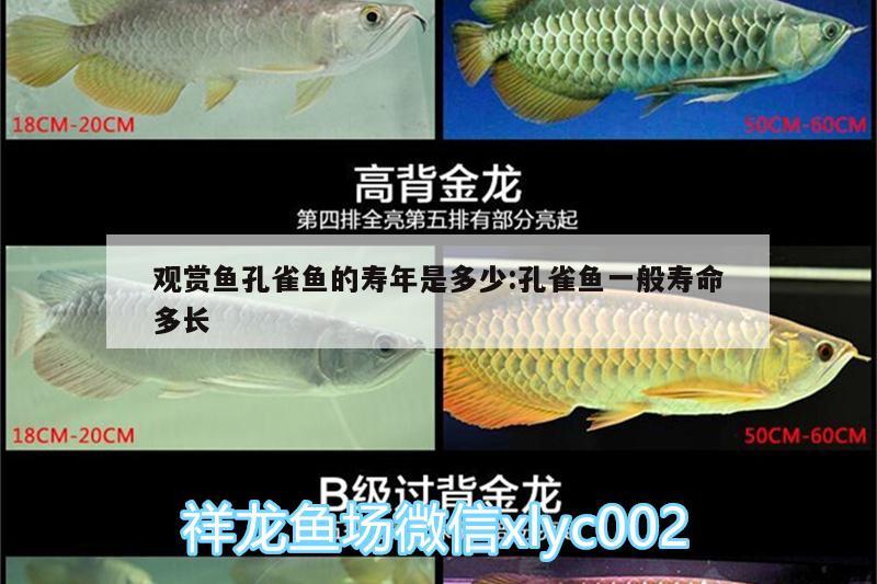 觀賞魚孔雀魚的壽年是多少:孔雀魚一般壽命多長