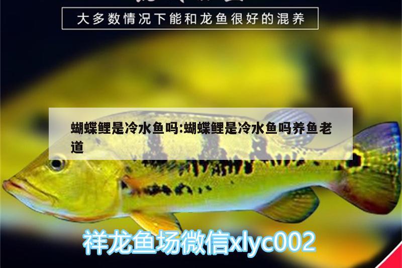 蝴蝶鯉是冷水魚嗎:蝴蝶鯉是冷水魚嗎養(yǎng)魚老道