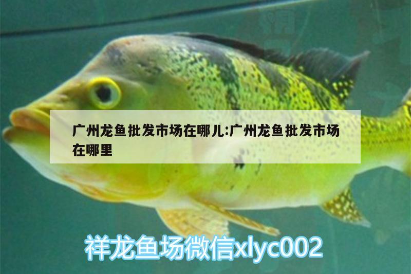 廣州龍魚批發(fā)市場在哪兒:廣州龍魚批發(fā)市場在哪里 龍魚批發(fā)