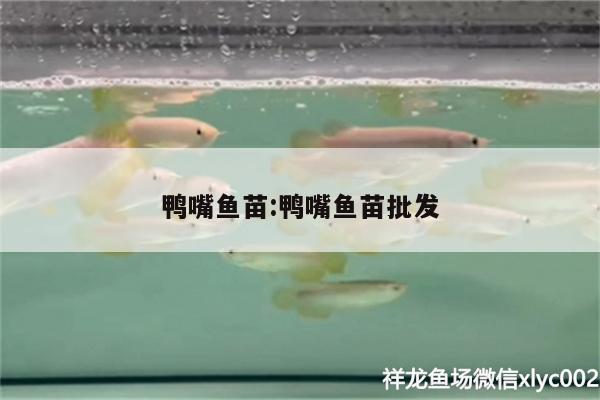 鴨嘴魚苗:鴨嘴魚苗批發(fā)