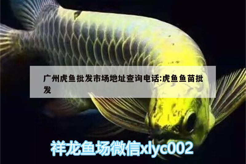 廣州虎魚批發(fā)市場地址查詢電話:虎魚魚苗批發(fā) 虎魚百科