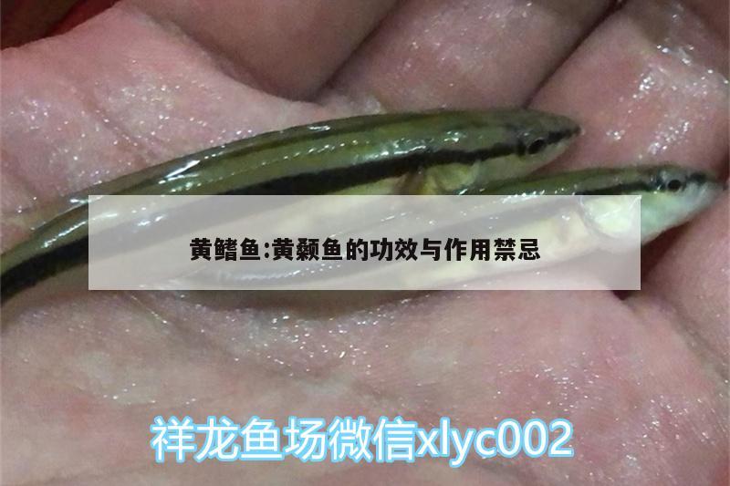 黃鰭魚:黃顙魚的功效與作用禁忌 薩伊藍魚