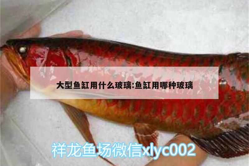 大型魚缸用什么玻璃:魚缸用哪種玻璃 魚缸百科