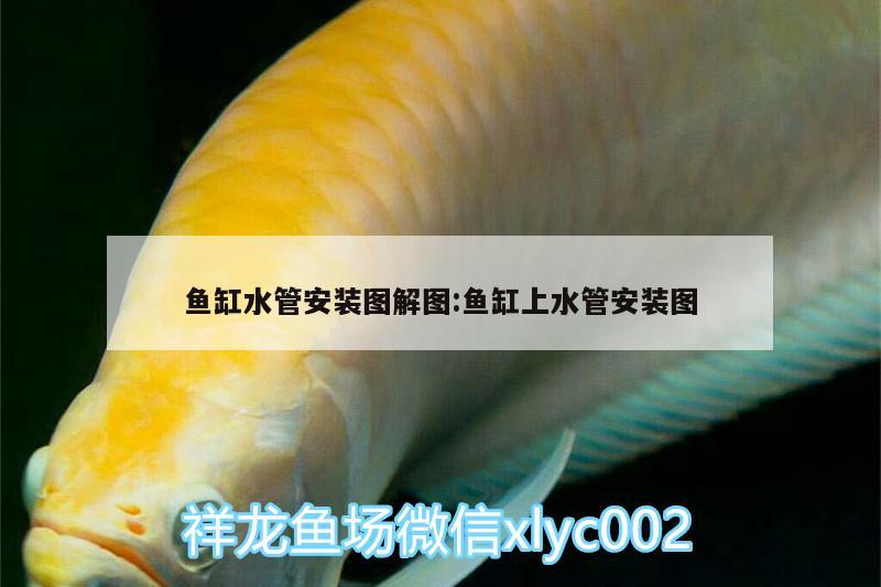 魚(yú)缸水管安裝圖解圖:魚(yú)缸上水管安裝圖 細(xì)線(xiàn)銀版魚(yú)