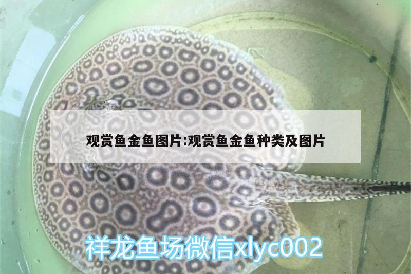 觀賞魚(yú)金魚(yú)圖片:觀賞魚(yú)金魚(yú)種類(lèi)及圖片