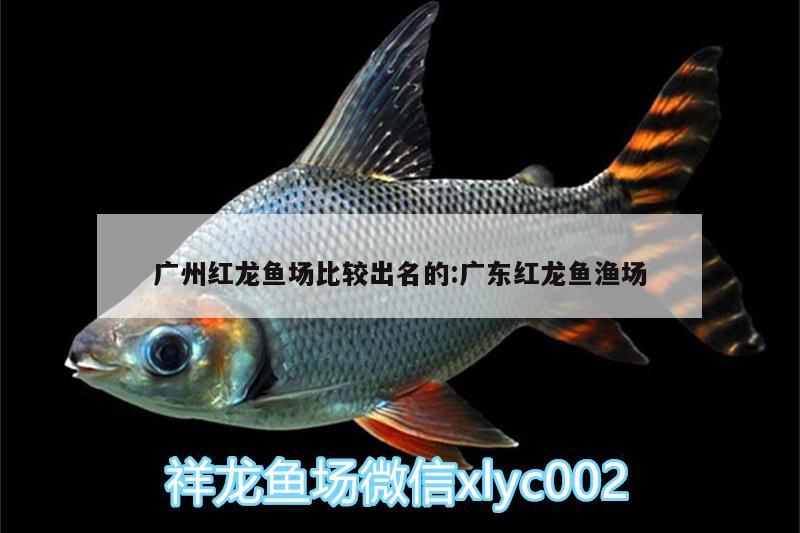 廣州紅龍魚場比較出名的:廣東紅龍魚漁場 黃金達(dá)摩魚