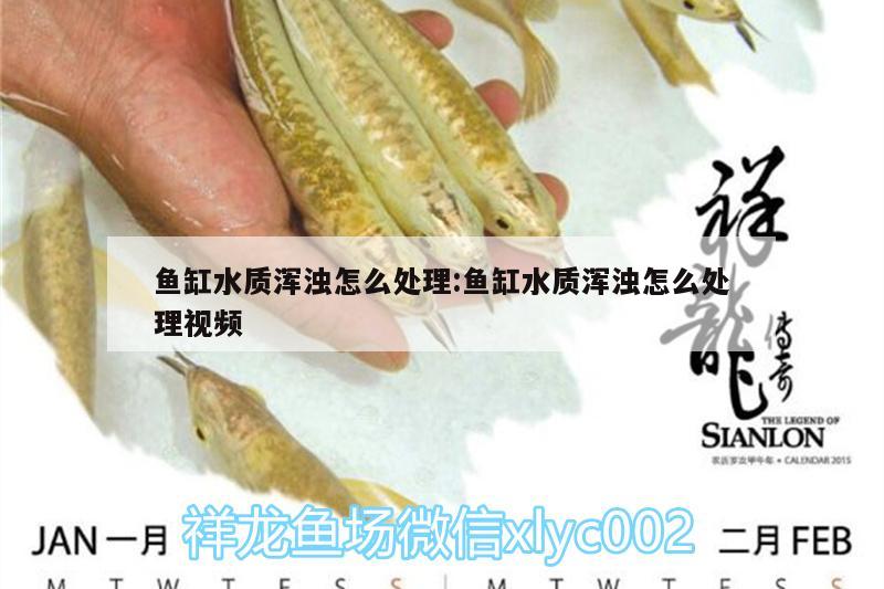 魚缸水質(zhì)渾濁怎么處理:魚缸水質(zhì)渾濁怎么處理視頻