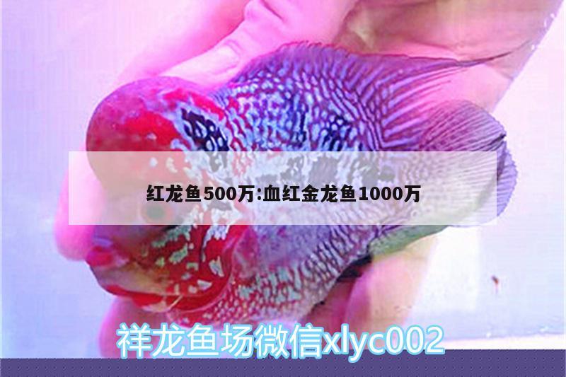 紅龍魚500萬(wàn):血紅金龍魚1000萬(wàn)