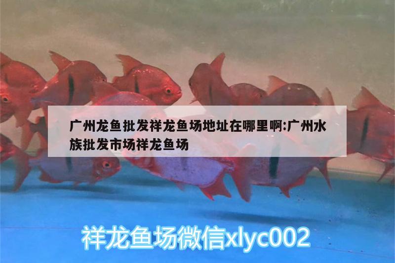 廣州龍魚批發(fā)祥龍魚場地址在哪里啊:廣州水族批發(fā)市場祥龍魚場