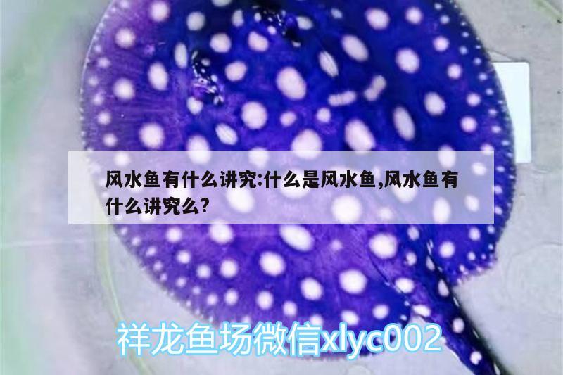 風(fēng)水魚(yú)有什么講究:什么是風(fēng)水魚(yú),風(fēng)水魚(yú)有什么講究么? 魚(yú)缸風(fēng)水