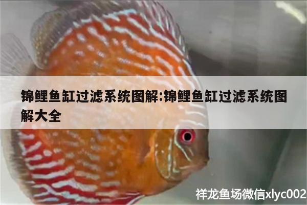 錦鯉魚缸過濾系統(tǒng)圖解:錦鯉魚缸過濾系統(tǒng)圖解大全 斑馬狗頭魚