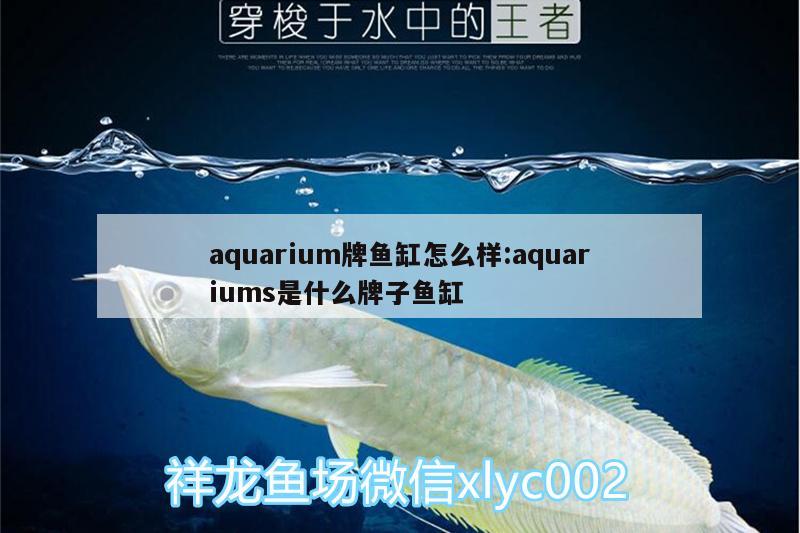 aquarium牌魚缸怎么樣:aquariums是什么牌子魚缸