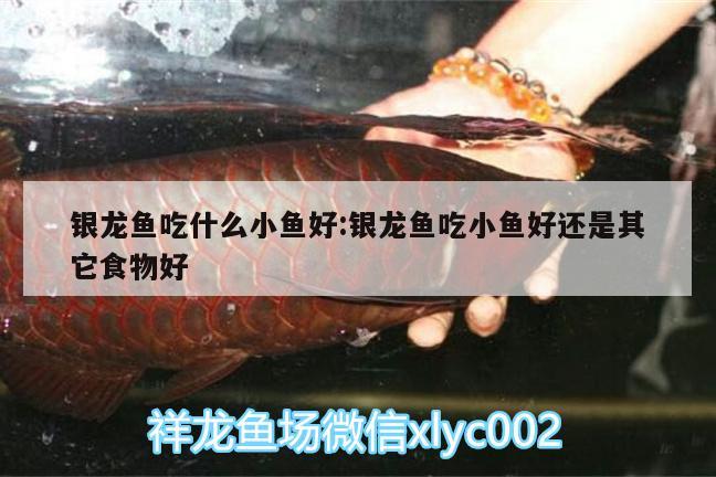 銀龍魚(yú)吃什么小魚(yú)好:銀龍魚(yú)吃小魚(yú)好還是其它食物好 銀龍魚(yú)