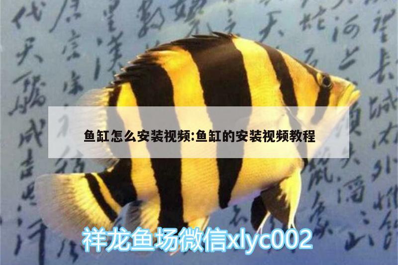 魚缸怎么安裝視頻:魚缸的安裝視頻教程 白子銀龍魚苗