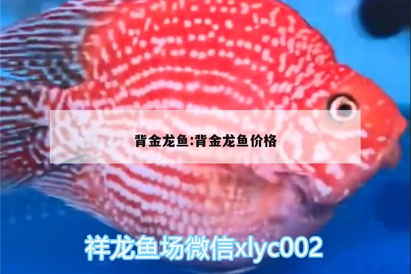 背金龍魚(yú):背金龍魚(yú)價(jià)格