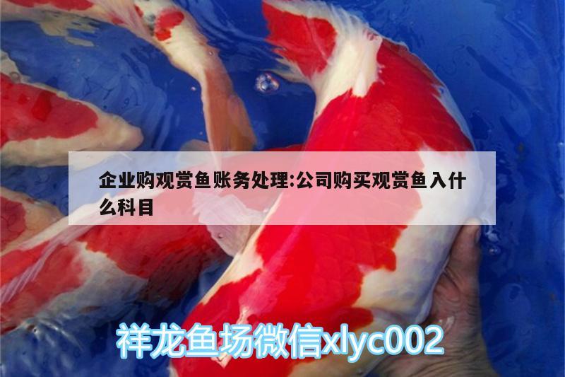 企業(yè)購觀賞魚賬務(wù)處理:公司購買觀賞魚入什么科目 丹頂錦鯉魚