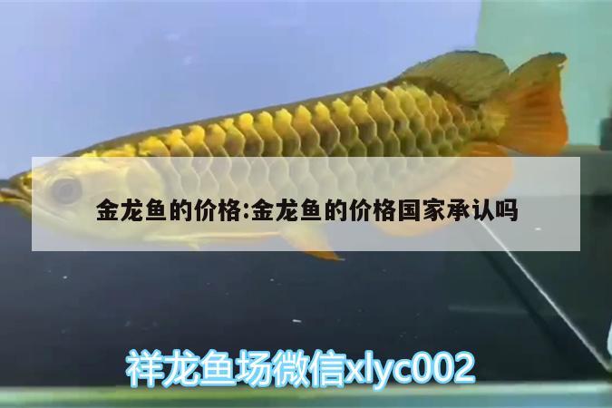 金龍魚的價格:金龍魚的價格國家承認嗎