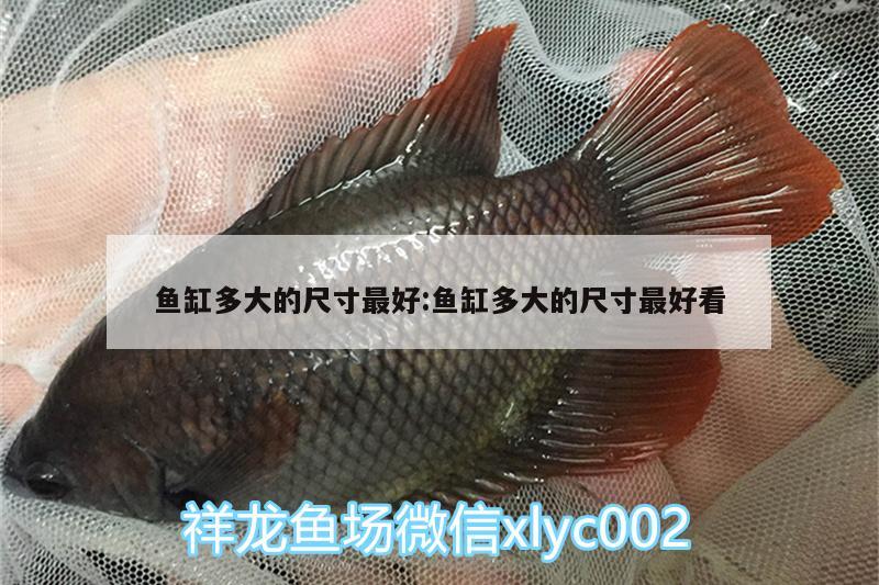 魚(yú)缸多大的尺寸最好:魚(yú)缸多大的尺寸最好看 黃鰭鯧魚(yú)