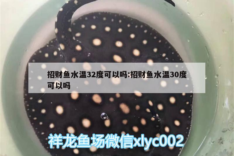 招財(cái)魚水溫32度可以嗎:招財(cái)魚水溫30度可以嗎