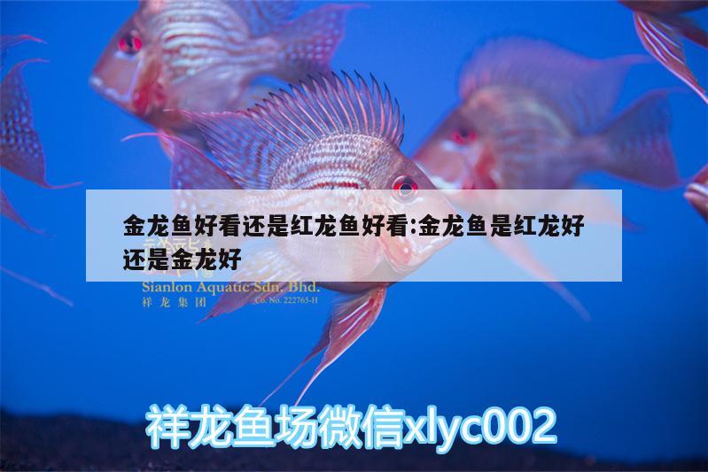 金龍魚(yú)好看還是紅龍魚(yú)好看:金龍魚(yú)是紅龍好還是金龍好 照明器材