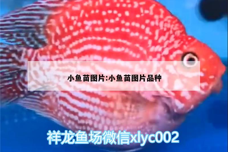 小魚(yú)苗圖片:小魚(yú)苗圖片品種 白子銀版魚(yú)苗